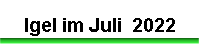 Igel im Juli  2022