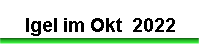 Igel im Okt  2022