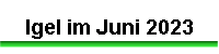 Igel im Juni 2023