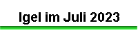 Igel im Juli 2023