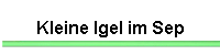 Kleine Igel im Sep