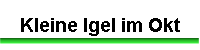 Kleine Igel im Okt